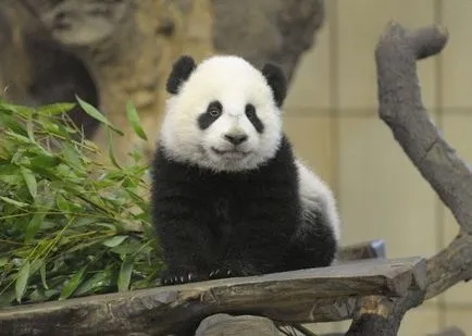 Schönbrunn Zoo, Viena