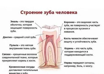 Зъбния емайл е значението на тази част от структурата, структурата, състава