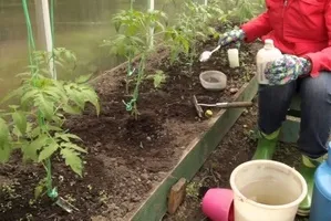 Колко често да се хранят на доматите в магията на оранжерийни растения