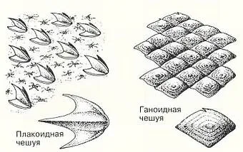 Какво се случва в рибени люспи