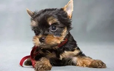 Yorkshire Terrier fotografii, preț și caracteristici - faunei sălbatice