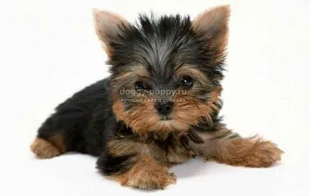 Yorkshire terrier fotók, árak és a szolgáltatások - a vadon élő állatok