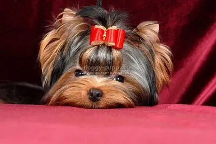 Yorkshire Terrier fotografii, preț și caracteristici - faunei sălbatice