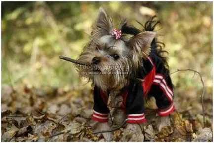 Yorkshire Terrier fotografii, preț și caracteristici - faunei sălbatice