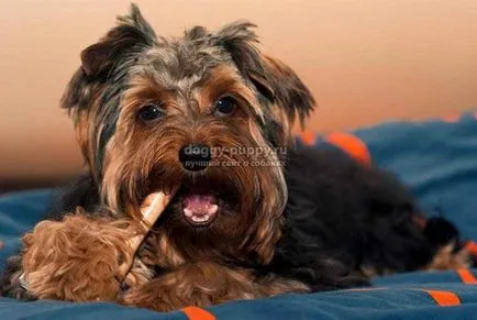 Yorkshire Terrier fotografii, preț și caracteristici - faunei sălbatice