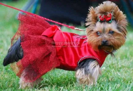 Yorkshire Terrier fotografii, preț și caracteristici - faunei sălbatice