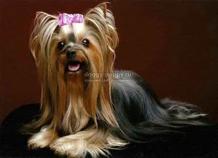 Yorkshire terrier fotók, árak és a szolgáltatások - a vadon élő állatok