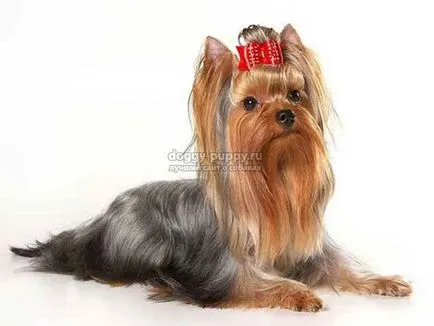 Yorkshire terrier fotók, árak és a szolgáltatások - a vadon élő állatok