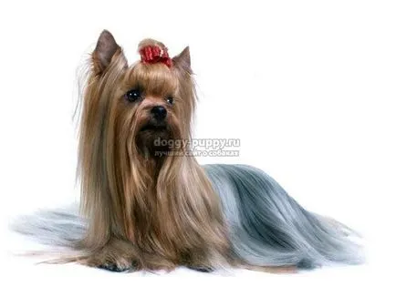 Yorkshire terrier fotók, árak és a szolgáltatások - a vadon élő állatok