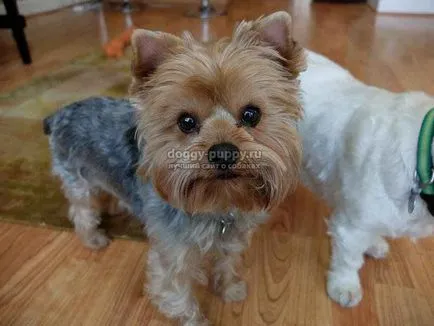 Yorkshire terrier fotók, árak és a szolgáltatások - a vadon élő állatok