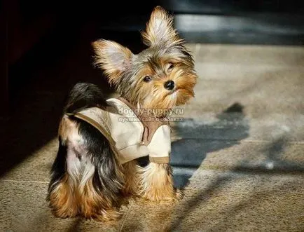 Yorkshire Terrier fotografii, preț și caracteristici - faunei sălbatice