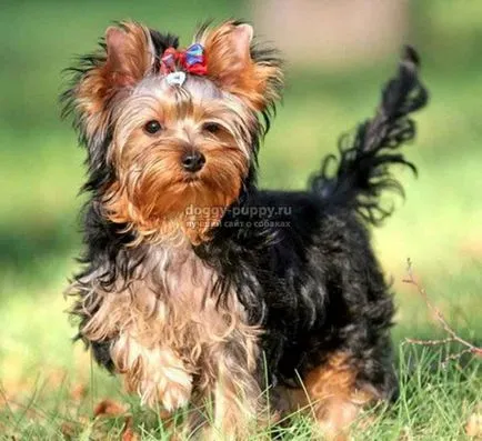 Yorkshire Terrier fotografii, preț și caracteristici - faunei sălbatice