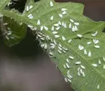 Cum sa scapi de whiteflies pe Fuchsia
