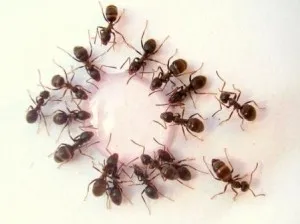 Как да се отървем от мравки завинаги