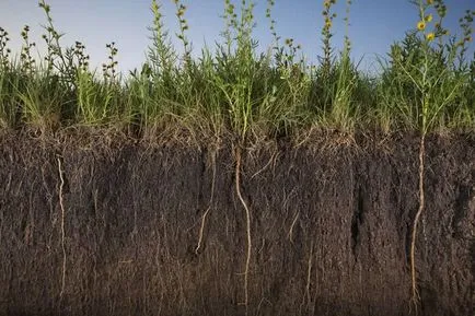 Ce și cum să planteze îngrășământ verde, totul despre rosii (tomate) - video, fotografii, răspunde