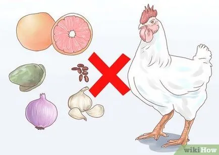 Hogyan takarmány csirkék