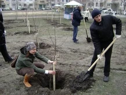 Ce copaci luați răsaduri rădăcină sunt cele mai bune