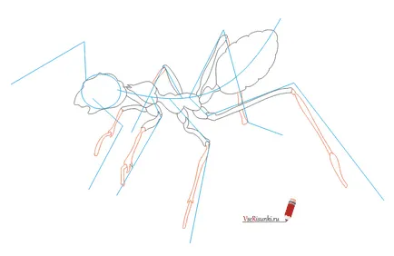 Как да се направи мравка етапи