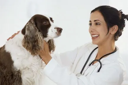 Cum de a determina vârsta câinelui - cum să verifice dacă câinele este sănătos - animale - altele (cum să determine vârsta câinelui) Cum de a determina vârsta câinelui - cum să verifice dacă câinele este sănătos - animale - altele