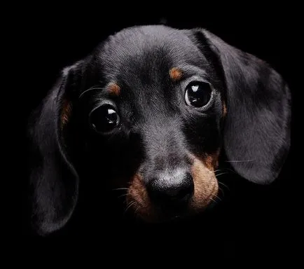 Cum de a determina vârsta câinelui - cum să verifice dacă câinele este sănătos - animale - altele (defini) Cum de a determina vârsta câinelui - cum să verifice dacă câinele este sănătos - animale - altele