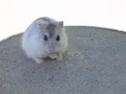 Cum să bea hamster