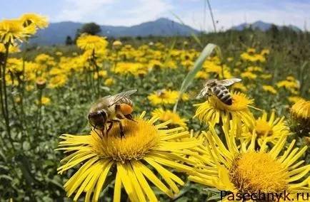 Mint a méhek megtalálni a hazafelé lehetőségek orientáció