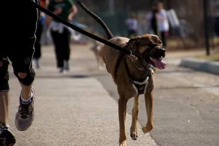 Hogyan elválaszt a kutya ugat ok nélkül járókelők és más kutyák