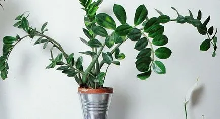 Zamioculcas, copac dolar, sau fericirea unei femei