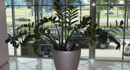 Zamioculcas, copac dolar, sau fericirea unei femei