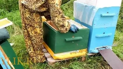 Törvények a méhészeti Magyarország és Ukrajna, különösen azokon a területeken