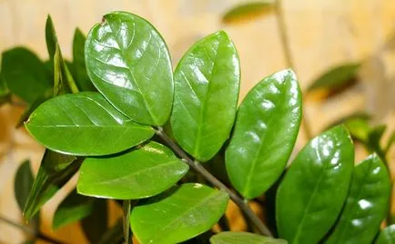 Zamioculcas, copac dolar, sau fericirea unei femei