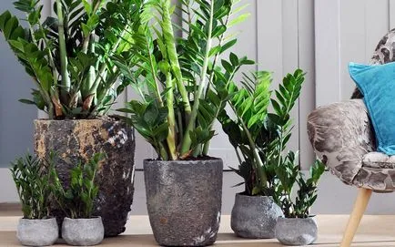 Zamioculcas, долар дърво, или щастието на жената