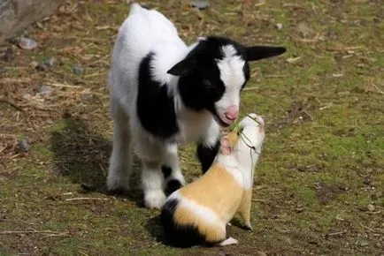 Смешни снимки на дружбата на различни животни - жи хаха