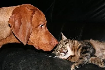 Vicces képek Barátság különböző állatok - anima lol