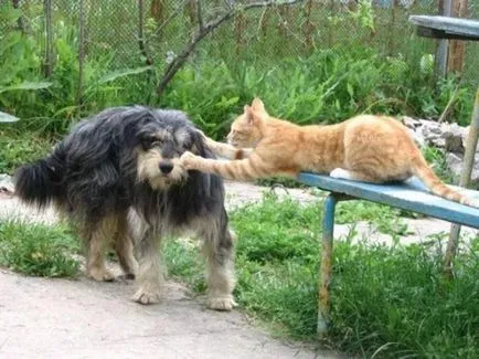 Vicces képek Barátság különböző állatok - anima lol