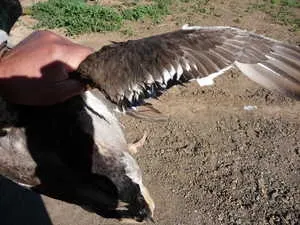Cum să taie aripile de gâște și rațe