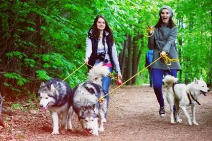 Hogyan kell helyesen törődnek a Huskies - quaer