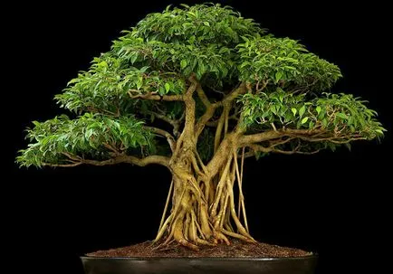 Cum de a forma Ficus