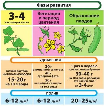 Как да поливам краставиците