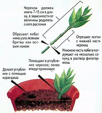 Hogyan terjednek a növény dugványok zöld