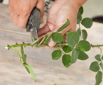 Cum se propaga planta prin butași verzi