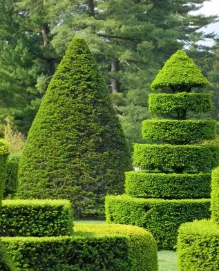 Cum sa faci o coafura plante topiary