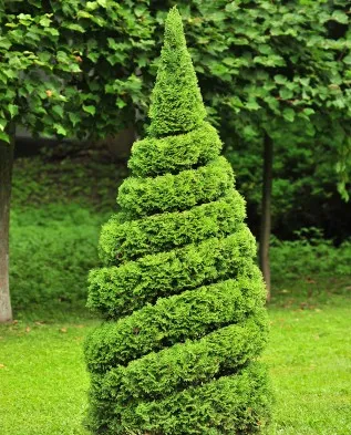 Cum sa faci o coafura plante topiary