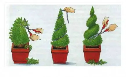 Cum sa faci o coafura plante topiary