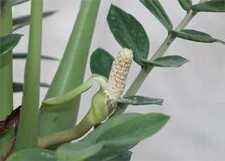 Blossoms Zamioculcas - стайни растения