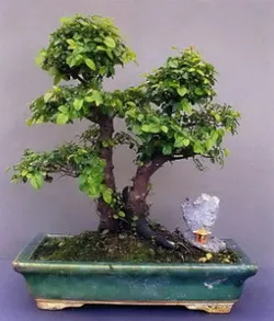 Hogyan törődik bonsai