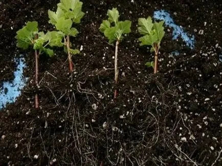 Hogyan törődik a fekete ribizli