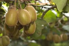 Hogyan növekszik kiwi