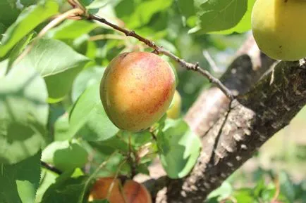 Cum să crească gropi de caise de la domiciliu, sadigorod