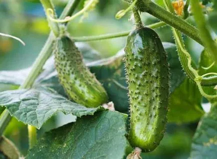 Cum să crească castraveți pe un pas balcon cu pas